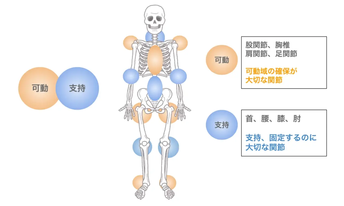 関節の役割と動き